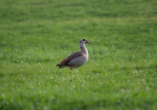 A closeup shot of an early morning duck standing on the grass and looking aside