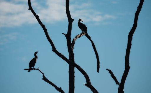 Black cormorants as sihoulette on dead tree with blue sky. The black branches against the light background look whimsical.
