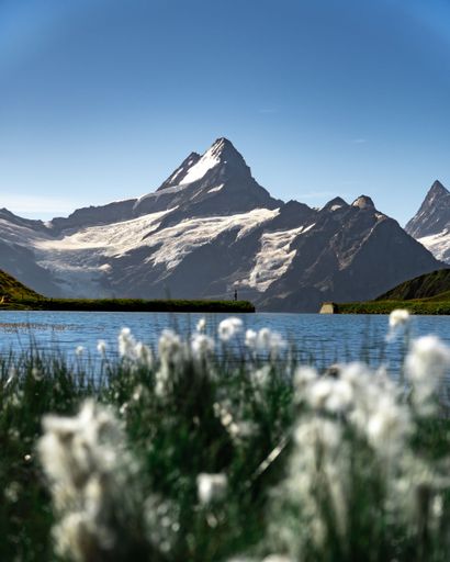 A vertical shot of a snowy mountain peak against a lake and a field of white flowers