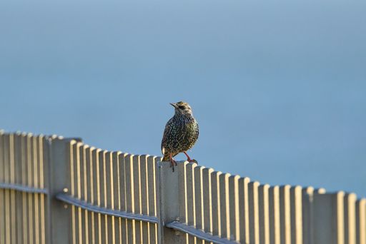 A Common starling bird standing on wooden fence under blue sky  background