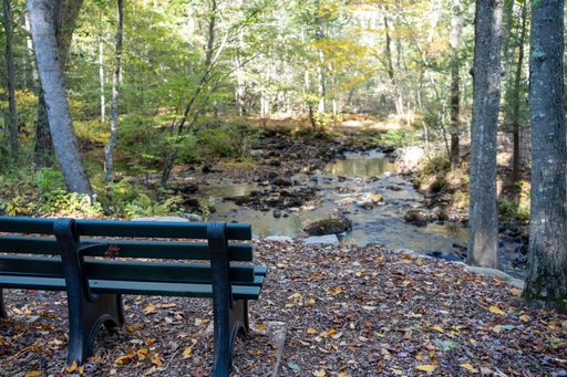 A wooden bench in a forest near the creek on a sunny day