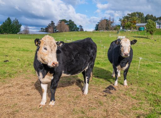 Two Lineback cattle cows in a paddock on a farm with trees on  
a sunny day