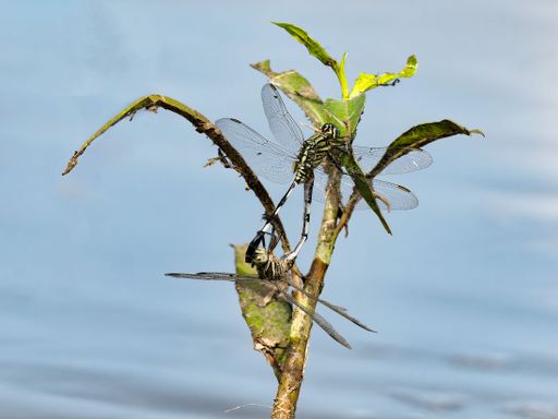 Two copulating dragonflies on a stem against a blurred background