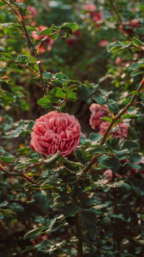 A vertical shot of pink garden roses growing outdoor. Perfect for wallpaper