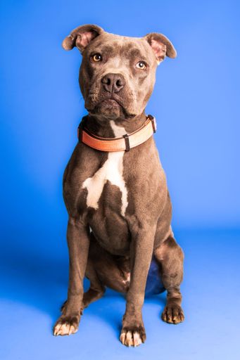 A portrait of an adorable brown and white pit bull with a collar on blue background - dog up for adoption