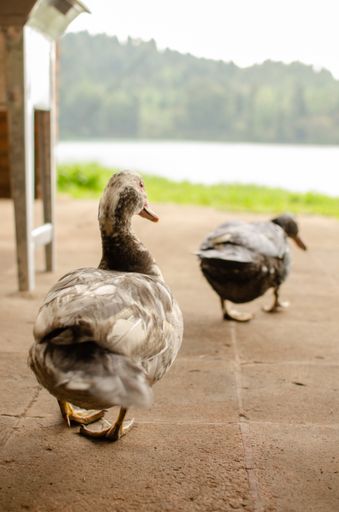 A vertical shot of ducks walking towards a lake at daylight