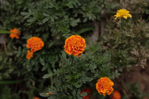 A closeup of French marigolds under the sunlight