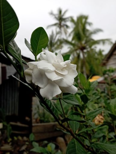 A vertical closeup shot of a blooming wild white rose on a bush