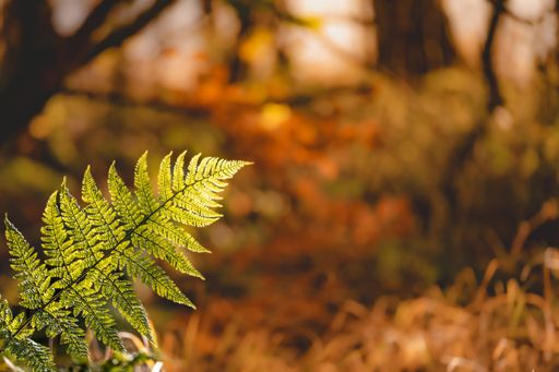 A selective focus shot of a green fern plant branch in an autumn forest