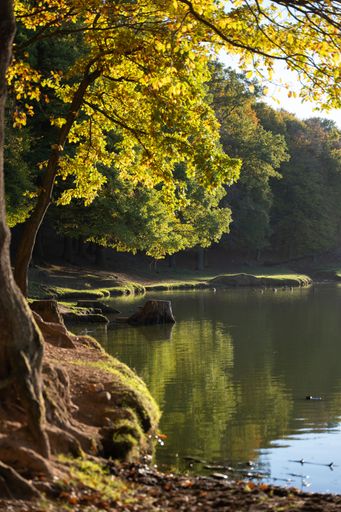 A vertical shot of an autumn maple trees foliage by the lake under sunny sky