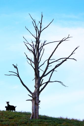 A vertical shot of a dry lonely tree growing in a field with a cow in the background