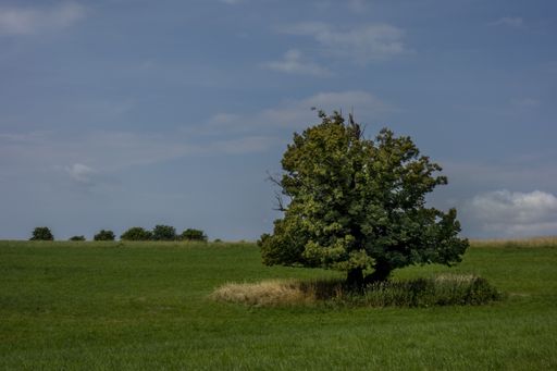 A landscape of a field covered in trees and grass under a cloudy sky