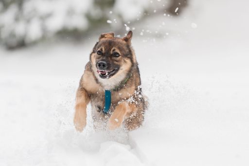 A closeup of a playful Tamaskan Dog running in snow in winter