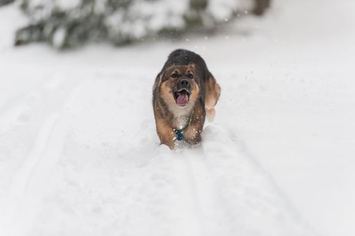 A closeup of a playful Tamaskan Dog running in snow with its tongue out in winter
