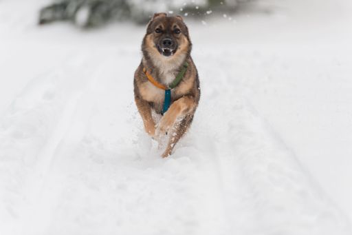 A playful Tamaskan Dog running in snow in winter