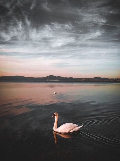An aerial view of white swan swimming in water during sunset