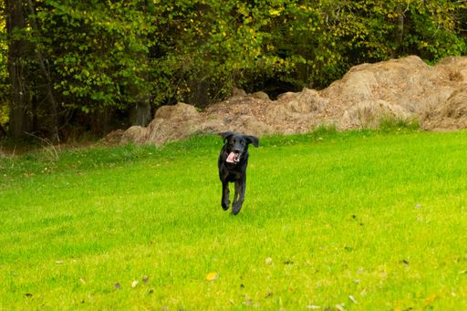 A black Labrador retriever runs joyfully on a grassy hill, surrounded by lush green forest