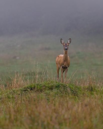 A vertical shot of a brown roe deer grazing on a green valley