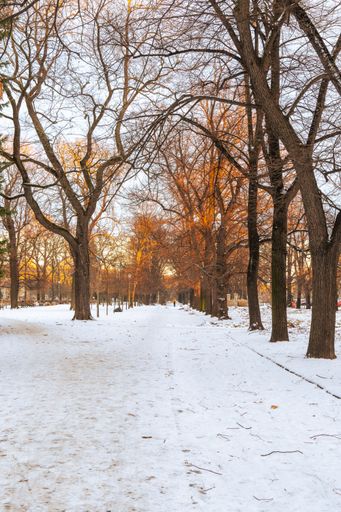 A vertical shot of a snowy path lined up with trees in a park