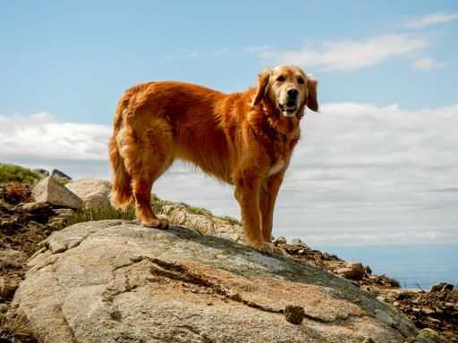 A closeup shot of a Golden retriever