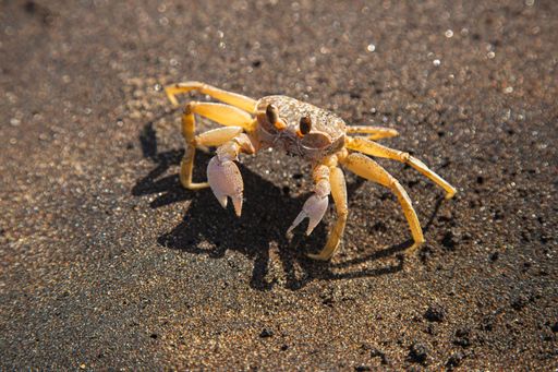 A closeup shot of a small yellow crab on a sandy beach