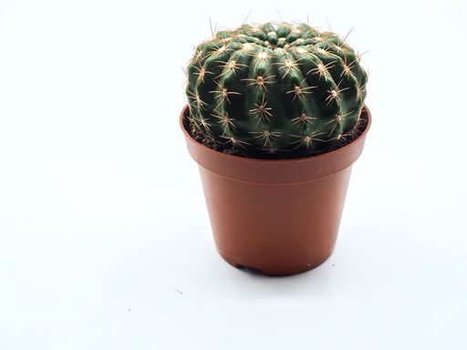 A close up of a small cactus on a white neutral background