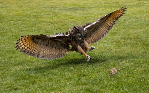 An Eagle owl on the attack with his large talons