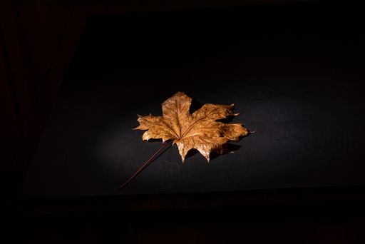 Macro shot of Autumn leaf shows the texture