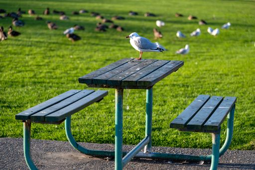 A closeup of a seagull perched on a picnic table in a park on a sunny day with blurry background