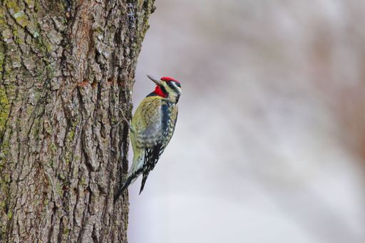 A closeup of a cute yellow-bellied sapsucker on the tree trunk
