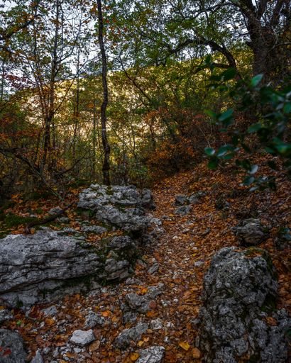 A vertical shot of a path covered with colorful leaves in the forest in autumn