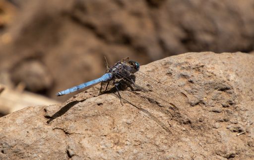 A closeup of an epaulet skimmer on a rock outdoors during daylight