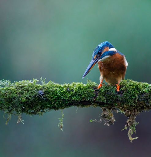 A closeup shot of a kingfisher bird perched on a mossy green branch
