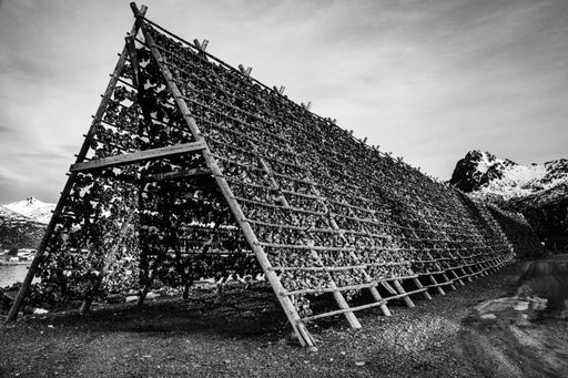 A greyscale shot of a fish drying rack with snow on the ground