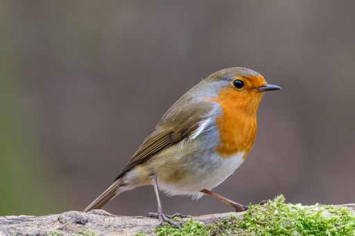 A closeup of the cute European robin (Erithacus rubecula) in orange and brown colors on the wooden surface with a blurry background