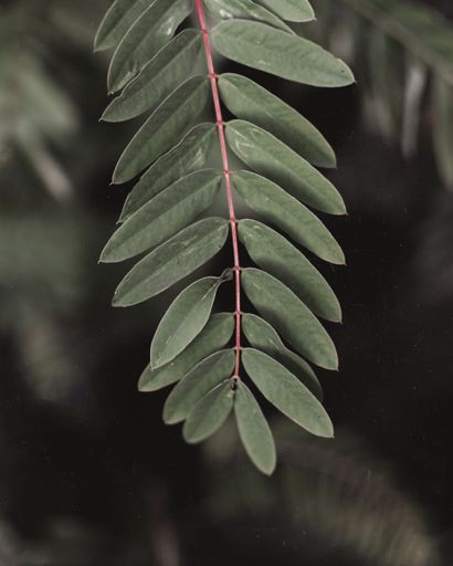 A closeup of branch with green leaves