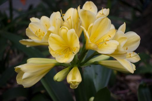 A closeup shot of blooming yellow flowers