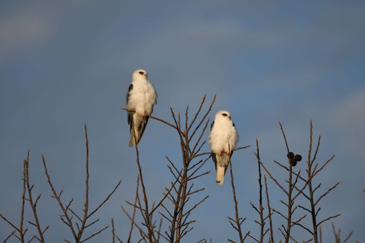 A low angle shot of a pair of black-shoulder kites perched on bare trees under a cloudy sky