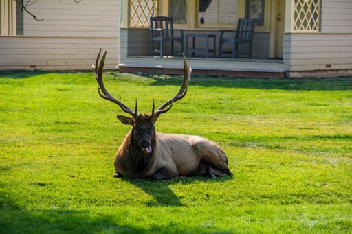 A closeup shot of a funny Roosevelt elk lying in the front yard of a house with its tongue out