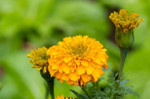 A closeup of a yellow marigold in a field under the sunlight with a blurry background
