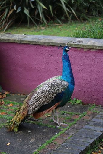 A vertical shot of a peafowl in a park with a blurry background