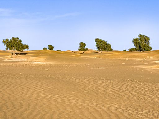 A landscape of trees growing in a deserted area under the sunlight and a blue sky