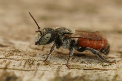 Closeup on a colorful green eyed male of the small red resin bee, Osmia andrenoides sitting on a piece of wood in Southern France