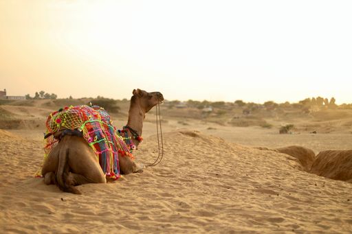 A decorated camel relaxing on the desert sand during sunset at Pushkar, Rajasthan, India.
