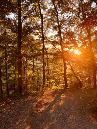 A vertical shot of golden Sunlight shining through the forest