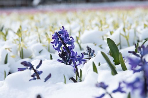 Purple flowers in the snow in Noordwijk aan Zee