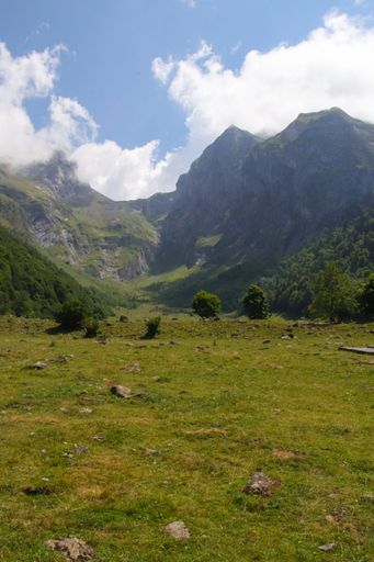 A vertical shot of lush trees in a field on the foot of high rocky hills, cool for background