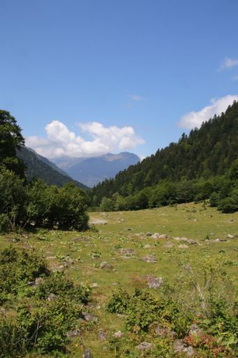 A vertical shot of lush trees in a field on the foot of high rocky hills, cool for background