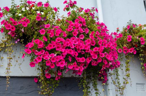 The potted pink petunias hanging on the wall