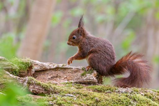 A closeup of a common squirrel (Sciurus vulgaris) on a trunk of a tree on blurred background